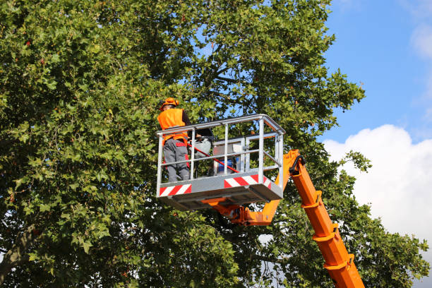 Dead Tree Removal in Spring Lake, MI